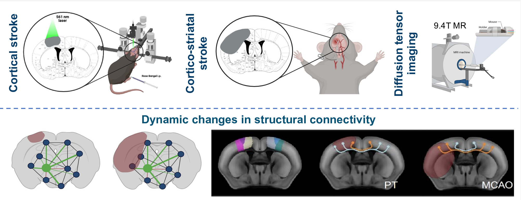 Graphical abstract of Mahani et al. 2026